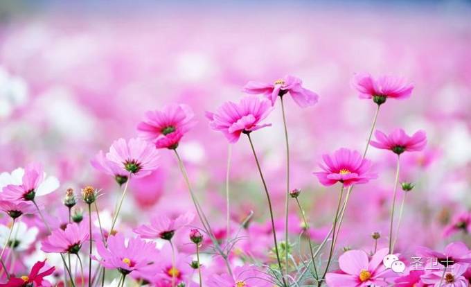 肾衰竭的人皮肤会怎样,肾衰竭皮肤脱皮怎么回事