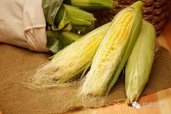 龙须存在吗,传说中的龙叫什么