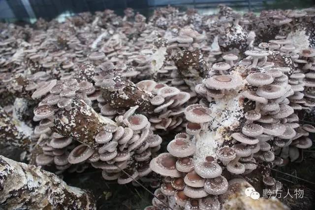 贵州三宝简介,贵州三宝来历