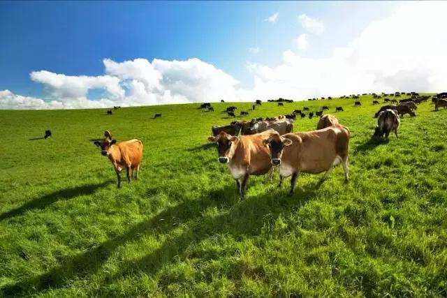 香港奶粉和大陆奶粉区别,香港买奶粉可带几罐奶粉