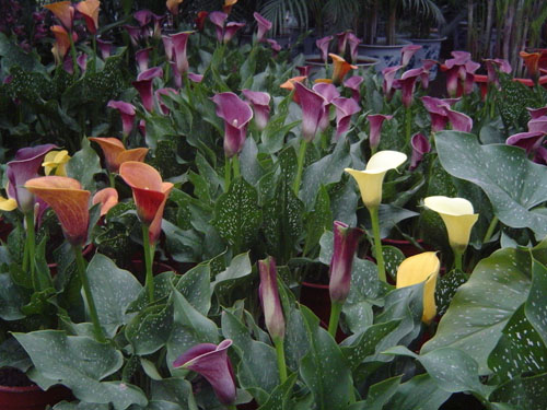 每日一花:马蹄莲总理喜爱的花儿