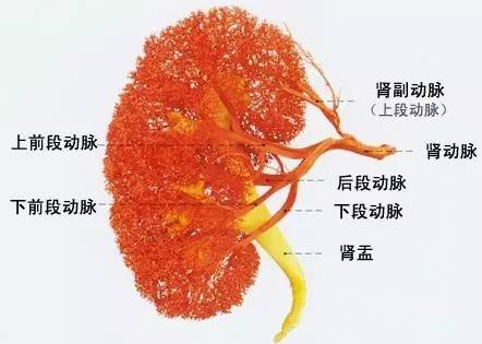 糖尿病肾病病理类型,肾病的类型有哪些