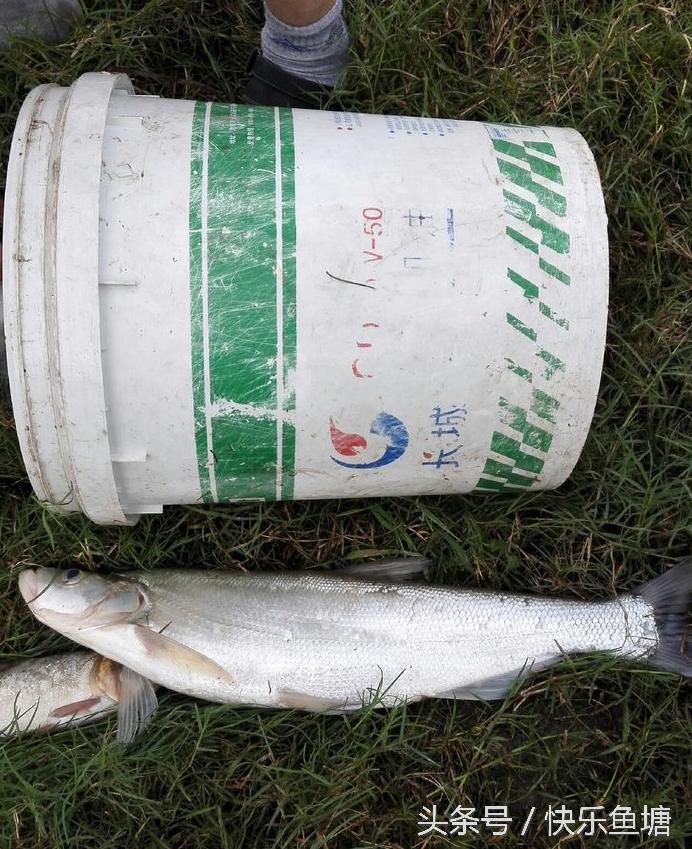 第一次钓鱼收获不错,晨钓该钓浅还是深