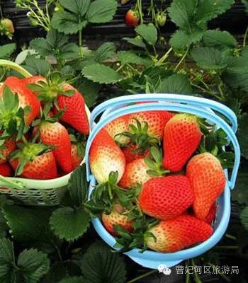 滨海湿地,曹妃甸湿地文化旅游度假区