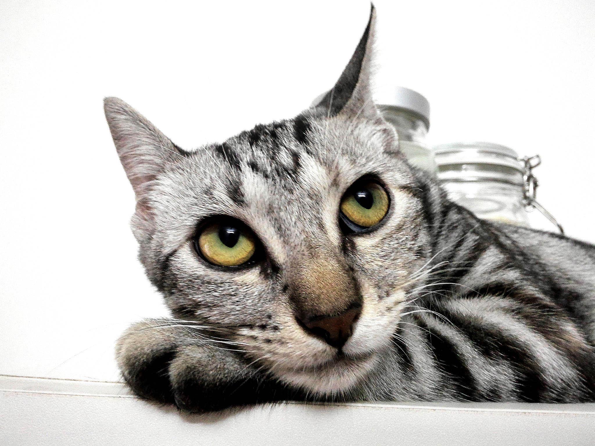 宠物大头照特效,宠物大头头像