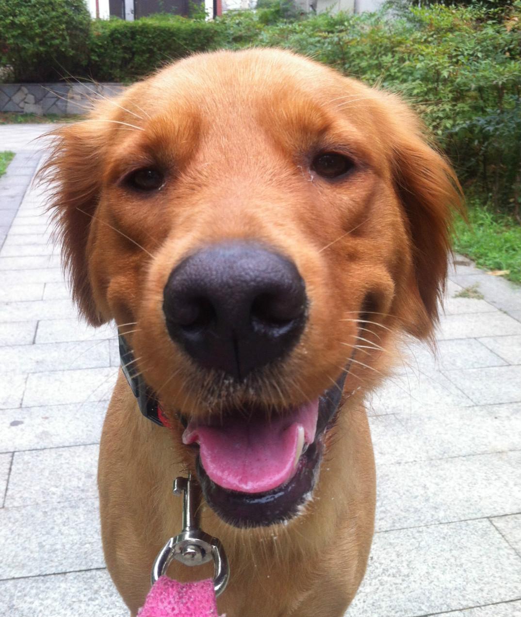 宠物大头照特效,宠物大头头像