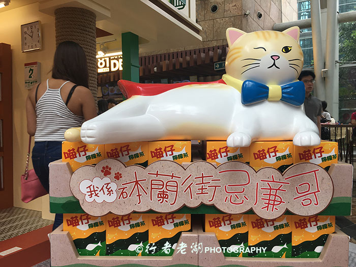 猫大咪可爱视频,小猫咪呆萌视频