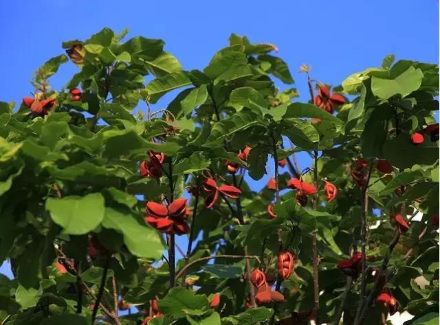 清远人，这种叫“频婆”的果子你还记得吗？