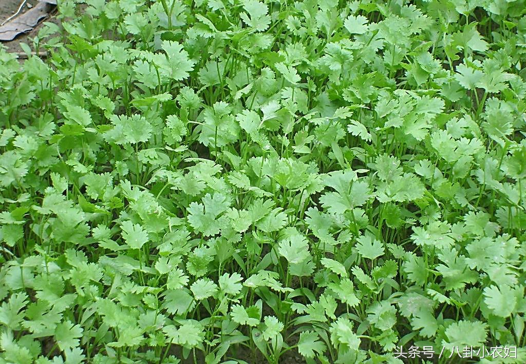 防虫植物和蔬菜,哪些植物可以和鱼共生