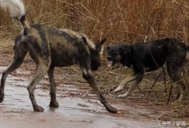 当非洲野狗遇到土狗，相互怒视，土狗威武，把野狗群都给吓跑了