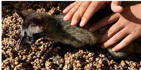 猫屎咖啡背后你所不知道的真相,为什么猫屎咖啡不是一般人能喝的