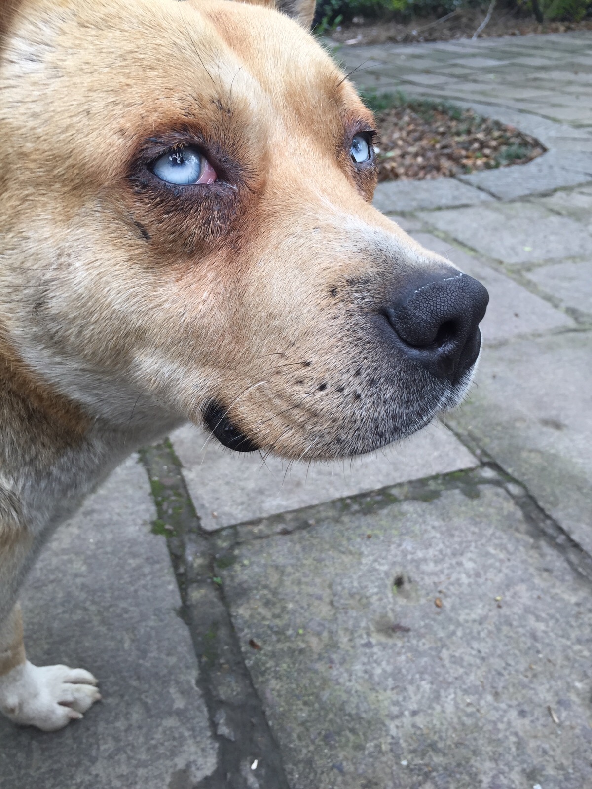 狗狗失恋了会怎么样,狗狗失恋