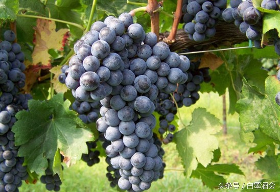 波尔多右岸四大顶级酒庄,波尔多的四大红酒著名产区