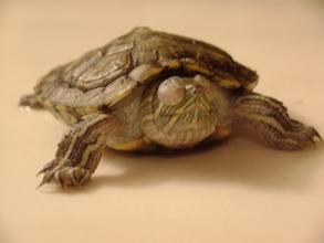 乌龟常见病的症状及防治方法,乌龟病了如何中药治疗