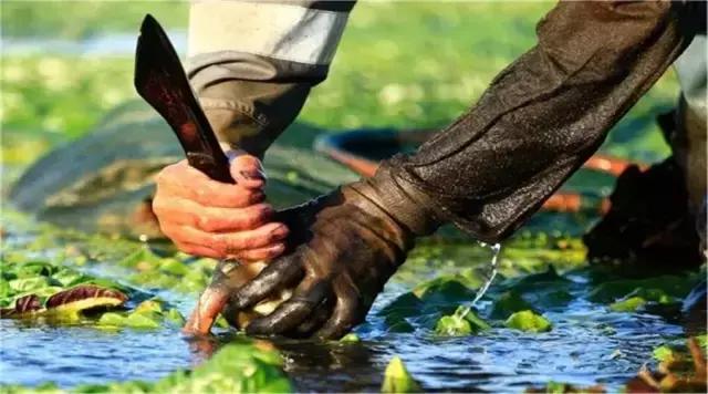 苏州鸡头米为什么那么贵,苏州鸡头米价格多少钱一斤