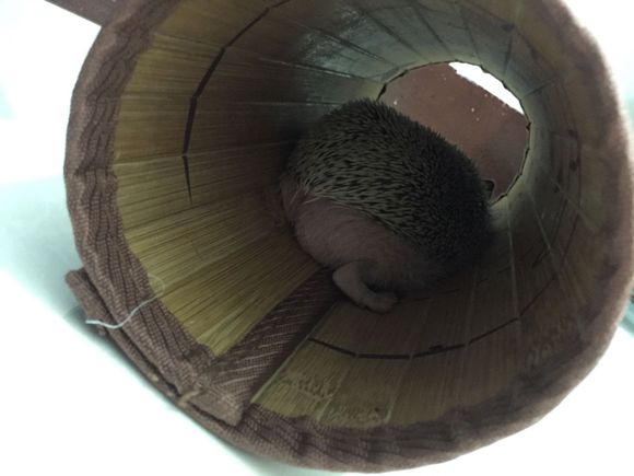 我家非洲迷你刺猬土豆的106天胖萌日记