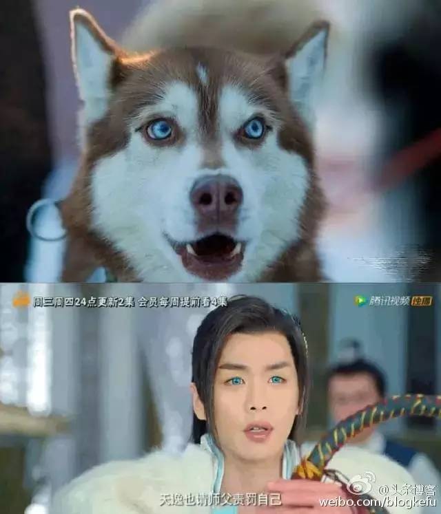 彩片选不对，再帅再美也会变成哈士奇