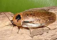 神马鬼|10万1只的奇葩昆虫宠物