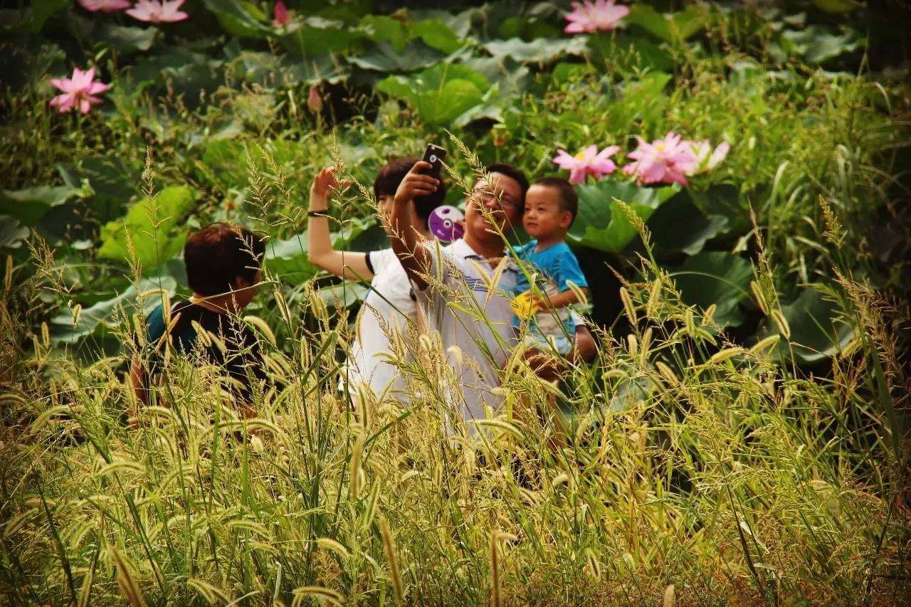 灞渭车游湿地公园价格,西安灞渭车桥湿地免费不