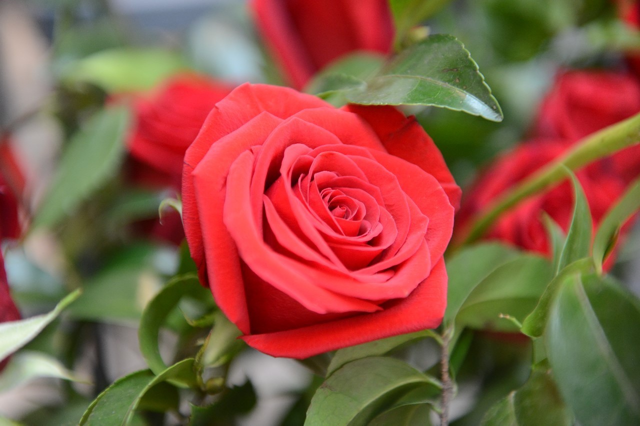 韩国最浪漫的求婚,韩国超火cp