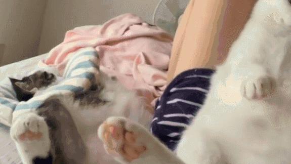 猫咪组合和柴犬组合，你喜欢那一组？