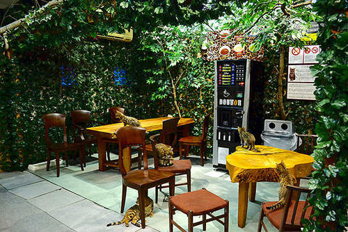 孟加拉猫主题咖啡馆,日本咖啡馆的猫咪