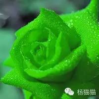 玫瑰花花语11朵代表什么,玫瑰花花语功效