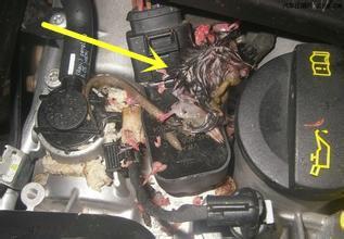 车内坐垫臭味去除方法,车内座椅有异味