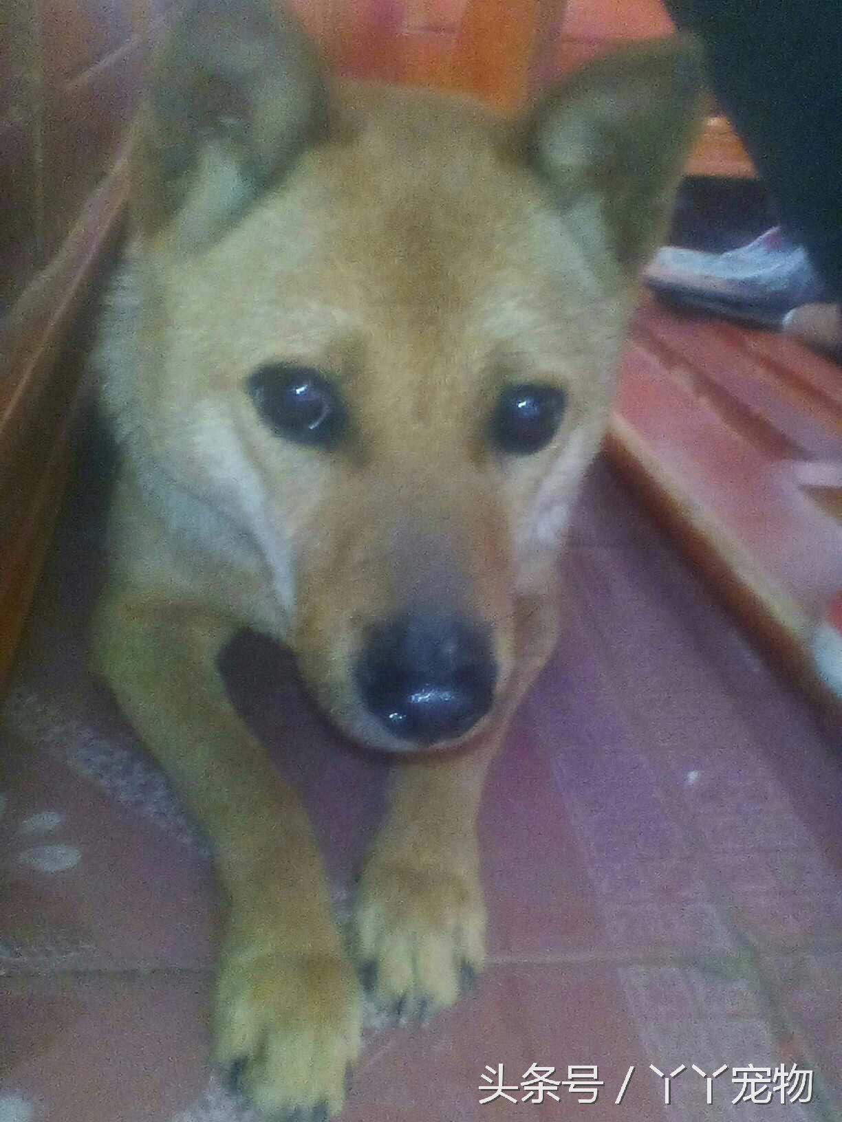 不穿鞋的原因竟然是？还好狗狗陪着你们我很放心