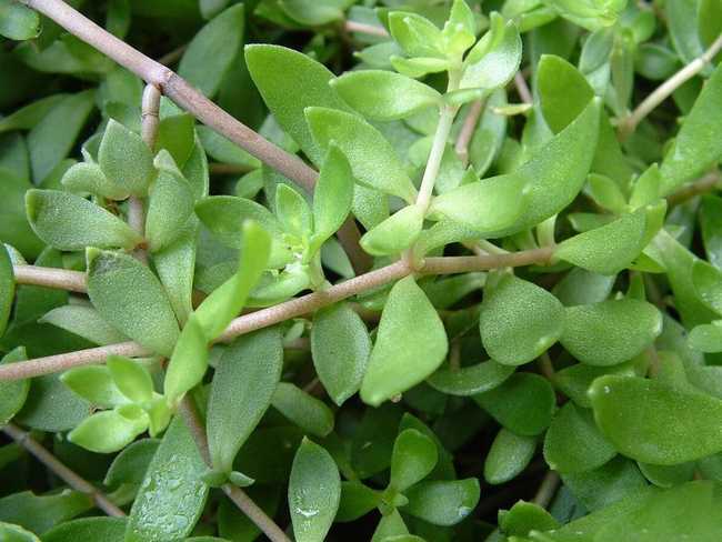 这种植物,曾是阳台上摆放花草,中医却用它来治疗肝胆疾病!