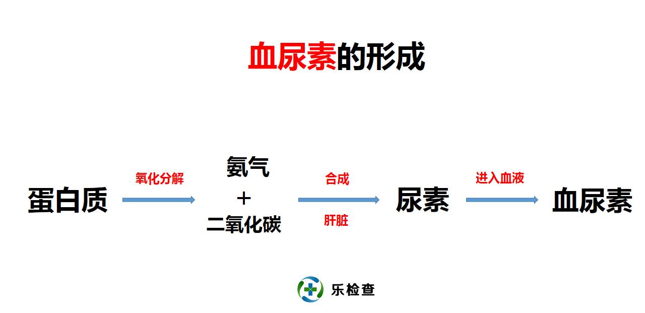 手把手教你看懂肾功能体检报告,教你肾功能化验单