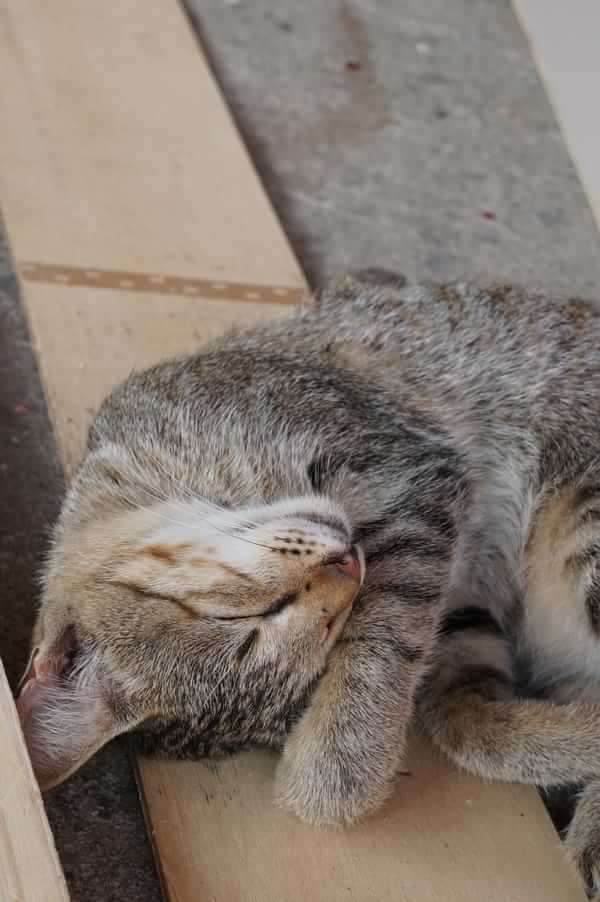 在台湾流浪14天~火星人的环岛路线！