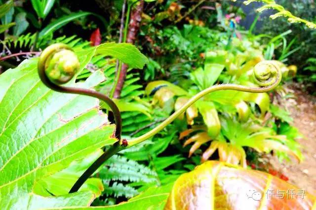 马来西亚pengerang旅游攻略,沙巴旅游自由行十大必去景点