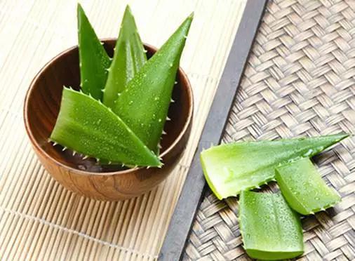 芦荟可以直接用来美容吗,芦荟只有好处吗没有坏处吗