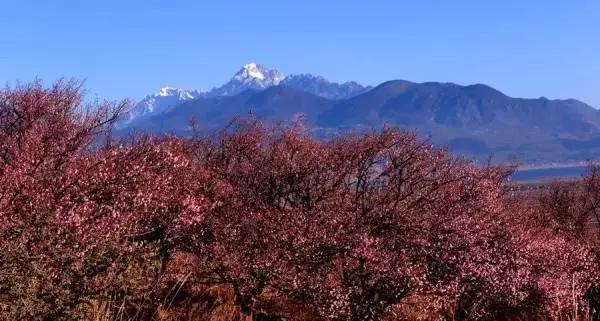 丽江拉市海梅花,丽江拉市海风景也很美