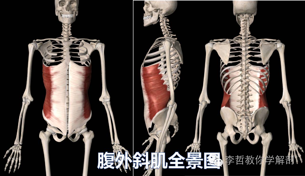 腰痛腹横肌痛,腹壁肌疼痛症状