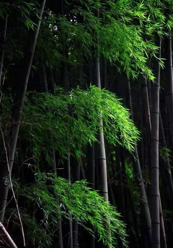 关于长情和深情的古诗词,最深的感情的古诗句