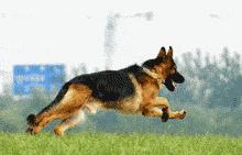 最适合12星座养的小狗狗,十二星座之星座狗