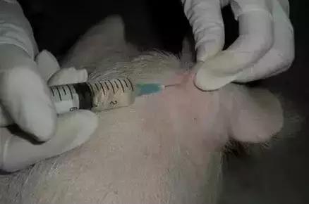 图文详解：猪的全部注射给药方法和注意事项