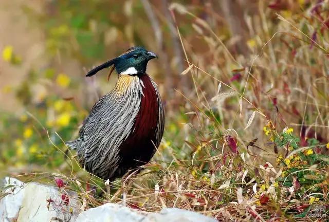 鸡属于比较大型的鸟类吗,像鸡的鸟品种
