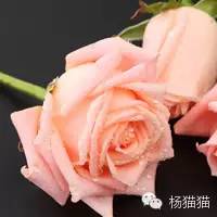 玫瑰花花语11朵代表什么,玫瑰花花语功效