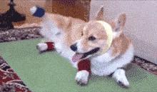 最适合12星座养的小狗狗,十二星座之星座狗