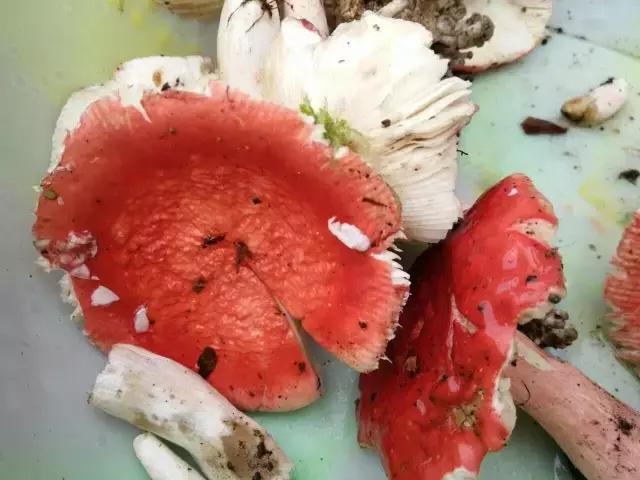 那一场刻骨铭心的毒菌风波