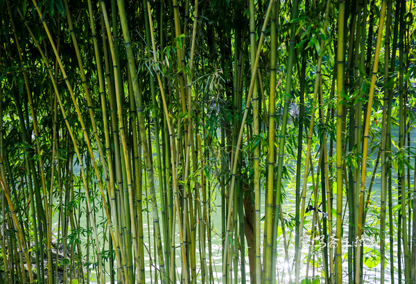贵州多彩贵州风五日游,走进多彩贵州欣赏贵州美景