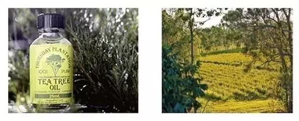 澳洲星期四茶树精油祛痘霜 (澳洲星期四精油祛痘)