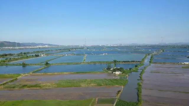 一个老板挖个鱼塘,杭州一老板挖个鱼塘