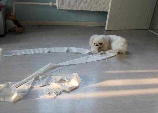 狗狗怎么吃纸巾,狗为什么只吃纸不吃狗粮