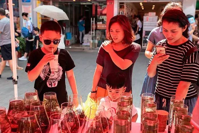 红斑马鱼品种大全图片,热带鱼新手入门推荐小鱼缸