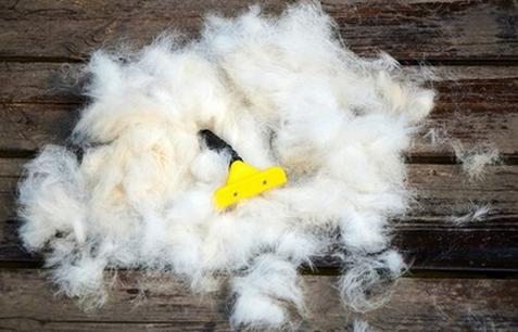 泰迪容易得皮肤病吗,泰迪得了皮肤病可以用艾叶洗澡吗