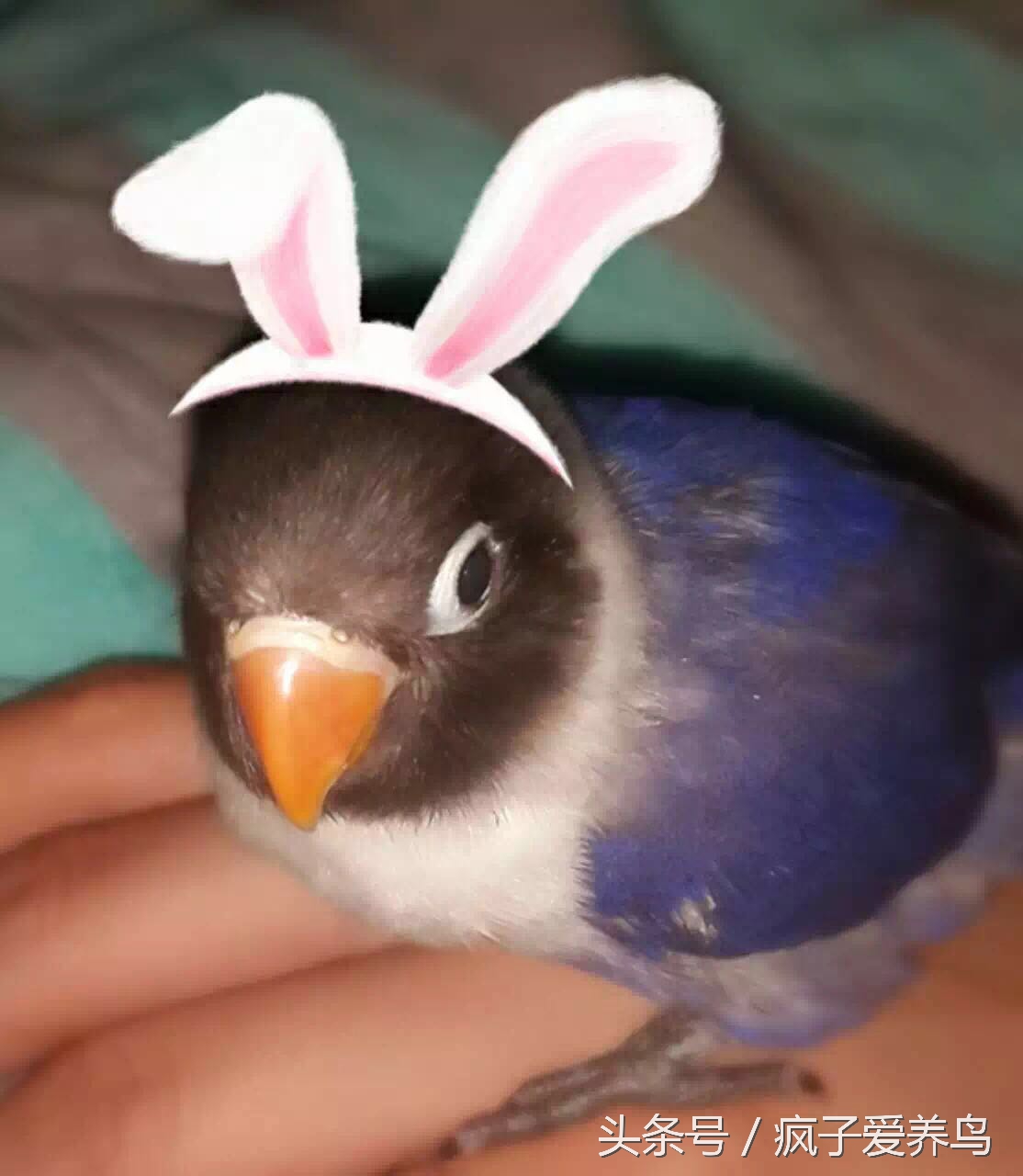 手养牡丹鹦鹉如何学吃,手养牡丹鹦鹉科普